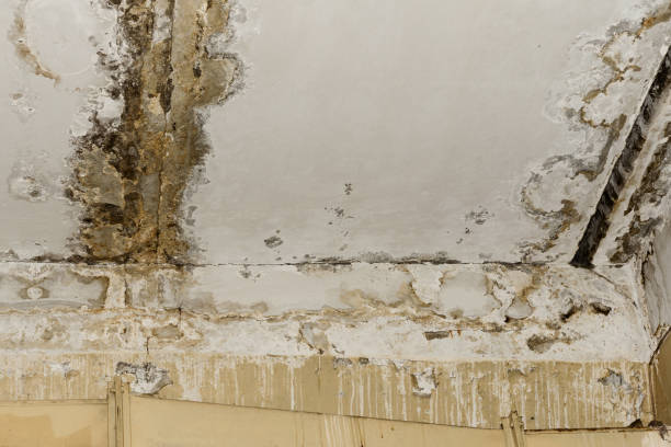 Best 24/7 water damage repair  in Demarest, NJ